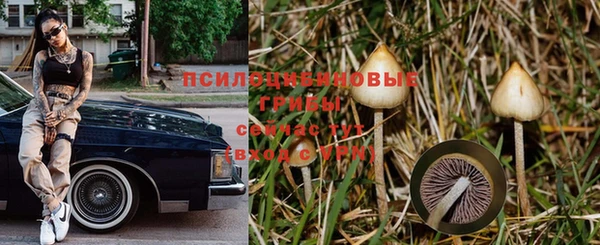 apvp Алзамай
